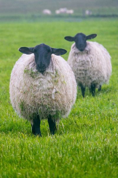 Su, Keren 아티스트의 Blackface ewe-Northumberland-England-UK작품입니다.
